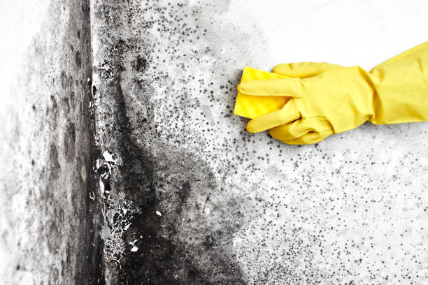 Best Black Mold Removal  in Baldwin, GA